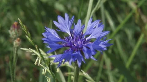 Blooming cornflower - close up Stock Footage 27215279