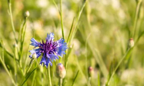 Blooming Cornflower. Fotos Stock
