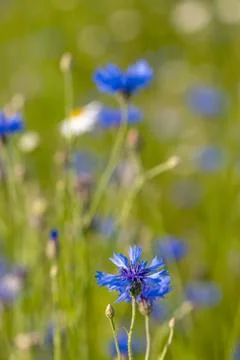 Blooming Cornflowers, Centaurea Cyanus Stock Photos