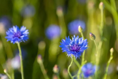 Blooming Cornflowers, Centaurea Cyanus Stock Photos