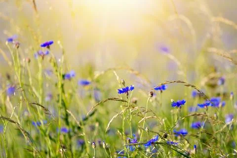 Blooming Cornflowers, Centaurea Cyanus Stock Photos