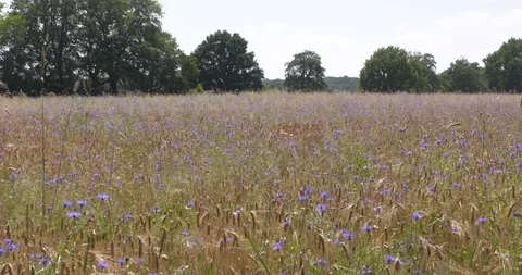 Blooming cornflowers in rye field Stock Footage 111570592