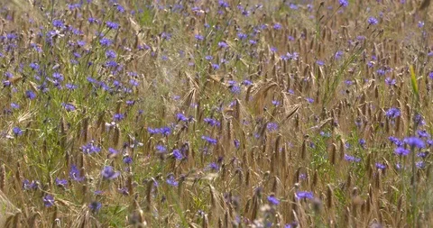 Blooming cornflowers in rye field Stock Footage 111570732