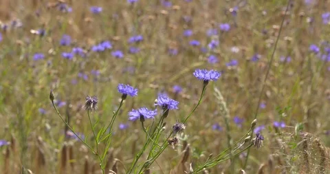 Blooming cornflowers in rye field - low angle Stock Footage 111570831