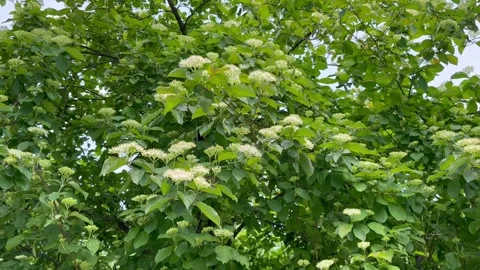Blooming Cornus sanguinea plant with clusters of small white flowers Stock Footage 312216354