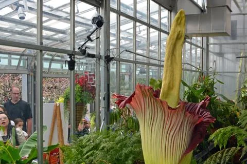 Blooming Corpse Flower Stock Photos