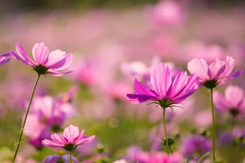 Blooming cosmos Stock Photos