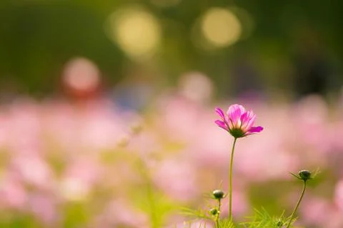 Blooming cosmos Stock Photos