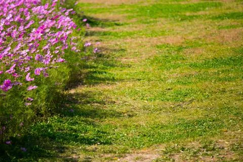 Blooming cosmos Stock Photos