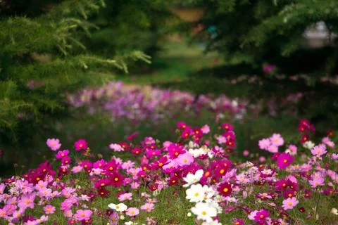 Blooming cosmos Stock Photos