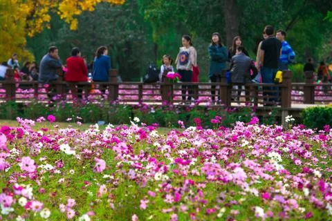 Blooming cosmos Stock Photos