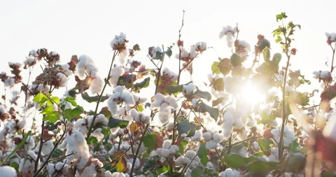 Blooming cotton field in sunset rays. Cotton harvest. Ready to harvest cotton Stock Footage 254901665