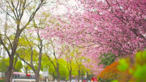 Blooming crabapple flowers on a tree branch in a peaceful spring city park Video stock 342321402
