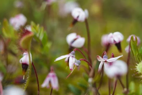 Blooming cranberries Foto stock