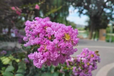 Blooming crapemyrtle flowers Foto stock