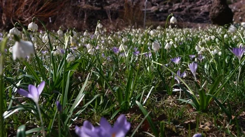 Blooming crocus and snowdrop flowers in close view. Calm spring atmosphere Stock Footage 331824015