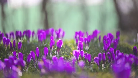 Blooming crocus flowers in forest meadow, fresh spring life and warm sun Stock Footage 326336974
