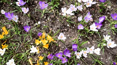 Blooming crocus flowers in the park. Close-up slow motion footage. 库存影片 271313021