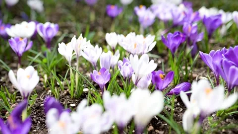 Blooming crocus flowers in the park. Close-up slow motion footage. Vídeos de archivo 272258806