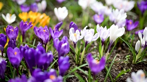 Blooming crocus flowers in the park. Close-up slow motion footage. Vidéo 274618170