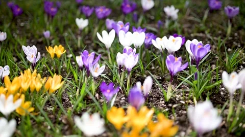 Blooming crocus flowers in the park. Close-up slow motion footage. Stock Footage 276849924