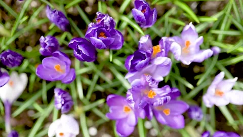 Blooming crocus flowers in the park. Close-up top-down slow motion footage. 스톡 동영상 276929408
