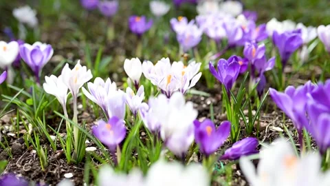Blooming crocus flowers in the park. Close-up slow motion footage. 스톡 동영상 276971700