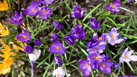 Blooming crocus flowers in the park. Close-up slow motion footage. Stockbeeldmateriaal 304059192