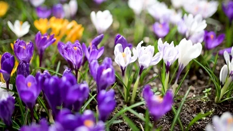 Blooming crocus flowers in the park. Close-up slow motion footage. 스톡 동영상 310641453