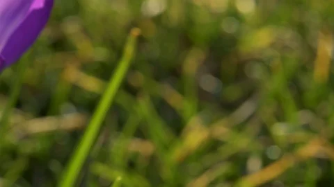 Blooming Crocus Flowers in the Park. Spring Landscape Stock Footage 126049817