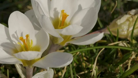 Blooming Crocus Flowers in the Park. Spring Landscape Stock Footage 126050025