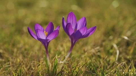 Blooming Crocus Flowers in the Park. Spring Landscape Stock Footage 126050082