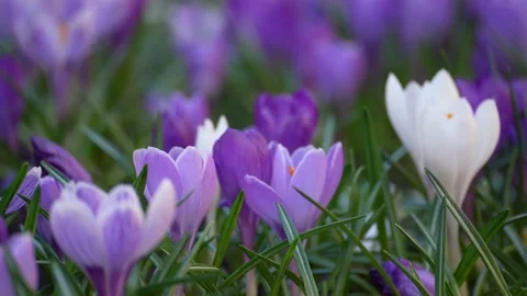 Blooming crocus flowers in the park. Spring landscape. Beauty in nature Stock Footage 153829516