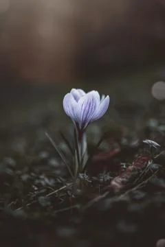 A blooming crocus on a meadow Stock Photos