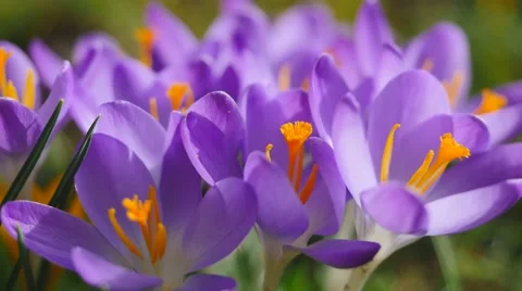 Blooming Crocus in spring Stock Footage 60622644