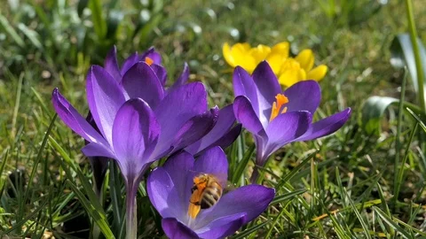 Blooming Crocus in spring Video stock 87249036