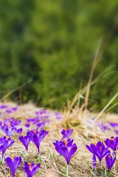 Blooming Crocus Vertical Copy Space Background. Flowering Crocuses in Spring Stock Photos