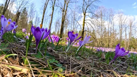 Blooming crocuses against the backdrop of a forest in early spring Stock Footage 323450643