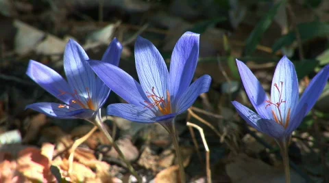 Blooming crocuses autumn Stock Footage 525413
