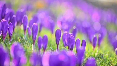 Blooming crocuses in forest meadow, fresh spring energy and sunshine Stock Footage 325995342