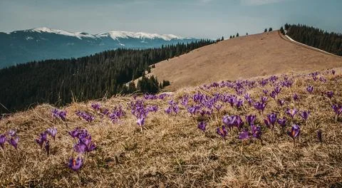 Blooming crocuses on meadow landscape photo Stock Photos