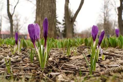 Blooming crocuses in the park. First spring flowers. Stock Photos