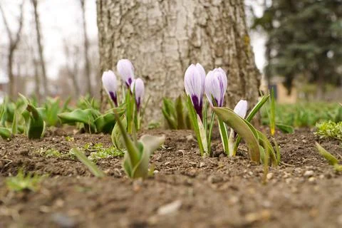 Blooming crocuses in the park. First spring flowers. Stock Photos