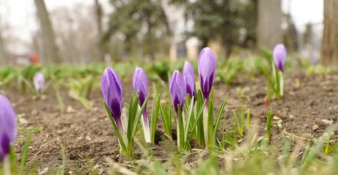 Blooming crocuses in the park. First spring flowers. Stock Photos