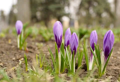 Blooming crocuses in the park. First spring flowers. Stock Photos