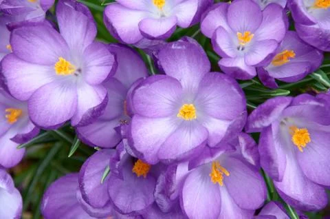 Blooming crocuses Stock Photos