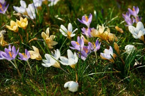 Blooming crocuses Stock Photos