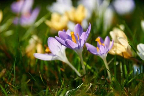 Blooming crocuses Foto stock