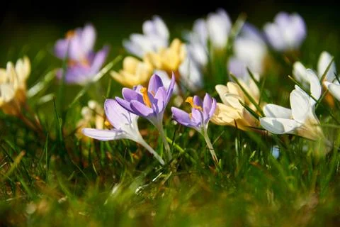 Blooming crocuses Stock Photos