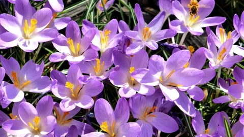 Blooming crocuses in the spring garden in bright sunshine Stock Footage 280076977